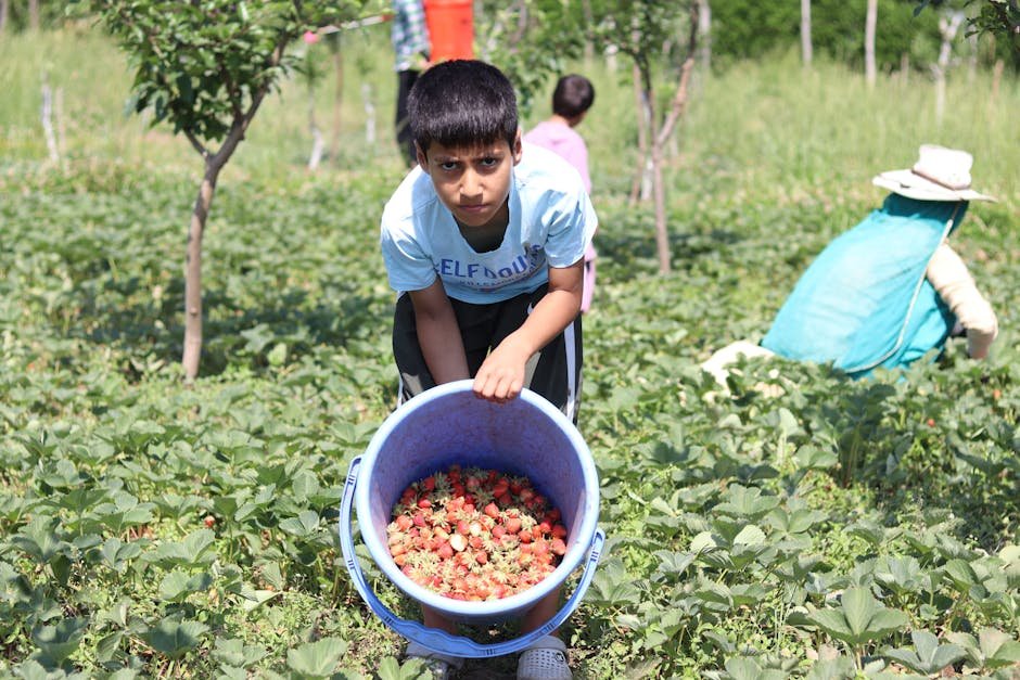 U-Pick Paradise: Visiting Swanton Berry Farm for Fresh Strawberries