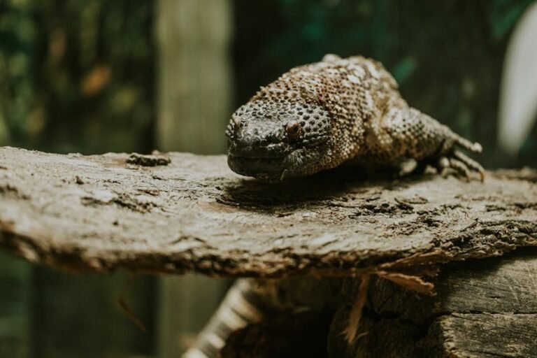 The Untold History of GLP-1 Agonists: From Gila Monsters to Ozempic