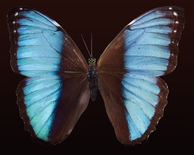 Structural Coloration: The Science Behind Nature's Rarest Blues in California