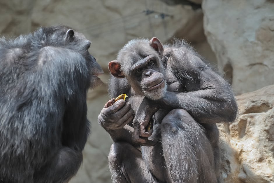 Travis the Chimpanzee Attack: The True Story of Charla Nash and Exotic Pet Dangers