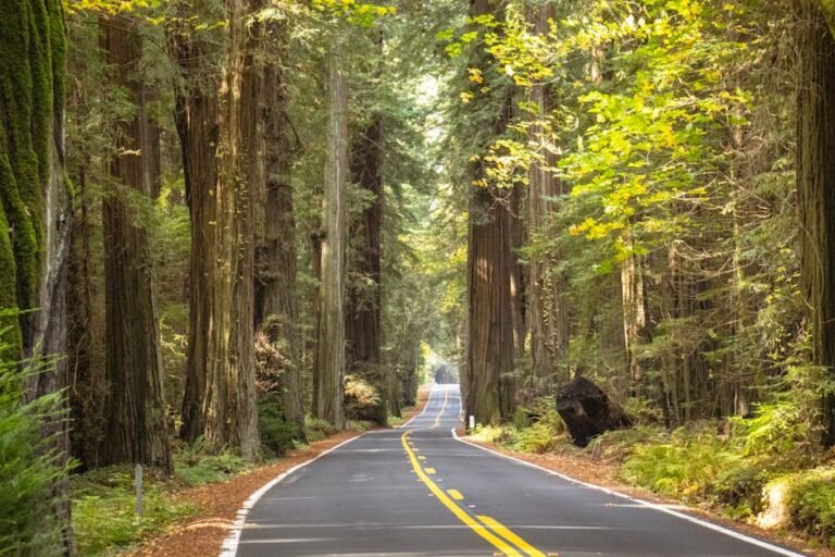 Ultimate Northern California Road Trip: Coastal Wonders & Redwoods Guide