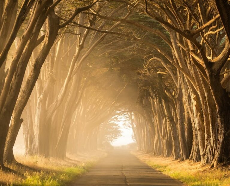 California Esoteric Travel: Uncovering Ancient Mysteries & Modern Longevity Quests