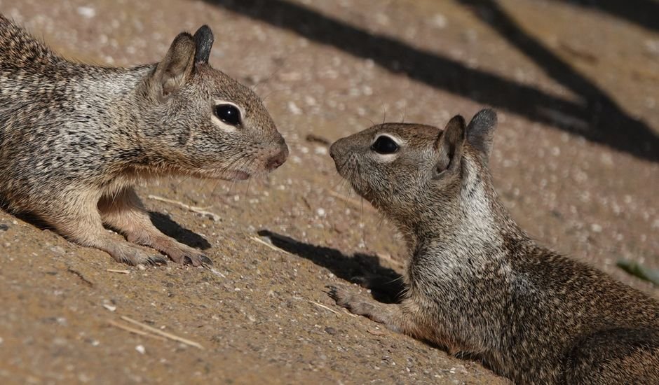 Ethical Wildlife Encounters in California: A Responsible Traveler's Guide