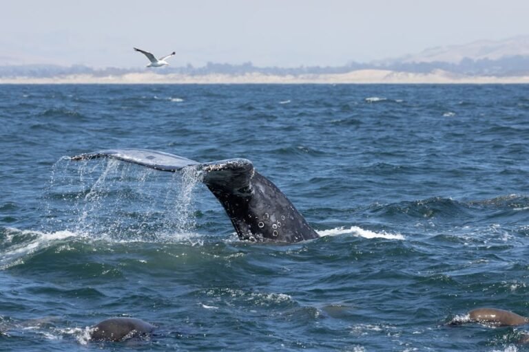 Lolita's Legacy: Ethical Marine Wildlife Experiences in California