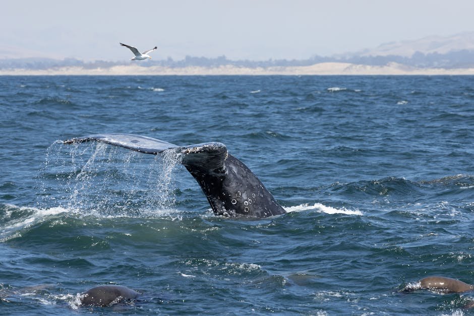 Lolita's Legacy: Ethical Marine Wildlife Experiences in California