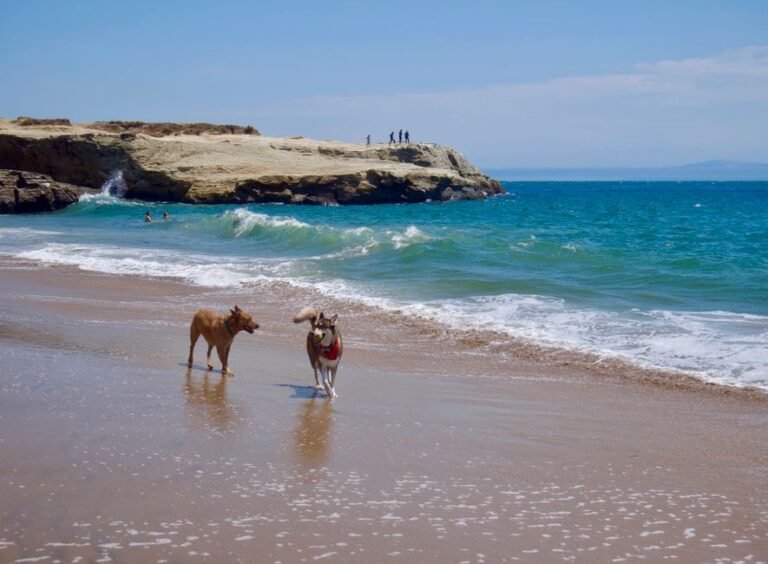 Ultimate Pet-Friendly California Adventures: Explore with Your Furry Friend